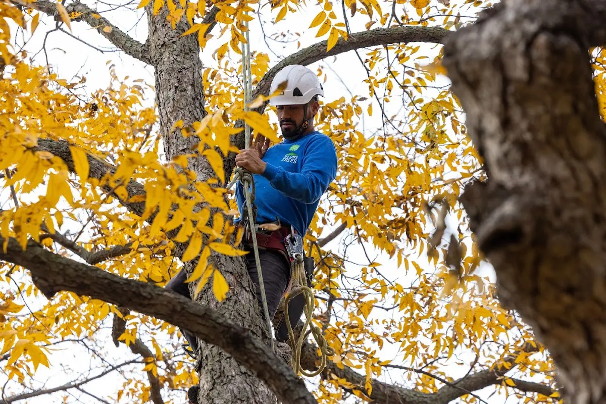 Skilled Tree Trimming crew working in Fair Lawn