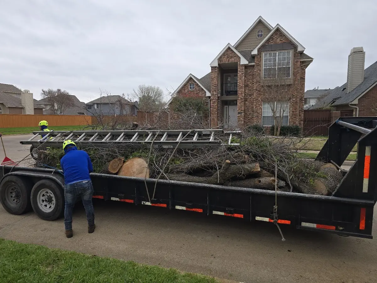 Expert Deadwooding with proper safety equipment in Fair Lawn